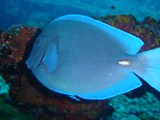 Pousada em Fernando de Noronha